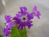 Primula sieboldii 'Aya Shibori'