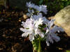 Primula sieboldii 'Etranger'