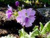 Primula sieboldii 'Flamenco'