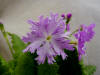 Primula sieboldii 'Kattusai'