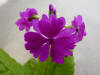 Primula sieboldii 'Kuju Beni'