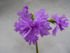 Primula sieboldii 'Mai Momiji'