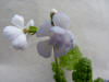 Primula sieboldii 'Sato Zakura'