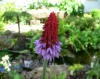 Primula vialii