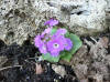 Primula villosa v. commutata