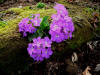 Primula villosa var. infecta