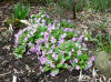 Primula vulgaris ssp. sibthorpii