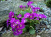 Primula x venustae