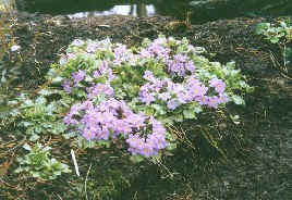 Primula brateosa