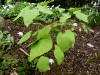 Ranzania japonica alba
