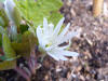 Sanguinaria canadensis 'Star'