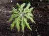 Syneilesis palmata Houou