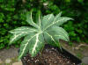 Syneilesis palmata f. kikko variegate