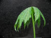 Syneilesis palmata f. kikko variegate