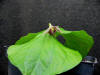 Trillium amabile