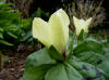 Trillium chloropetalum 'Ice Creme'