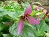 Trillium erectum rosea