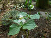 Trillium flexipes Jumbo Size