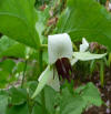 Trillium rugelii