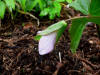 Trillium sp. x grandiflorum