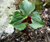 Trillium sulcatum