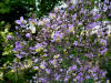 Thalictrum rochebrunianum