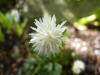 Thalictrum rubescens