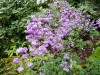 Thalictrum delavayi 'Hewitt's double'