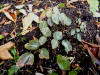 Thalictrum ichangense 'Evening Star'