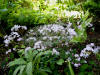 Thalictrum kiusianum