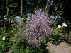 Thalictrum rochebrunianum