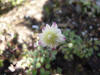 Thalictrum rubescens