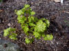 Thalictrum thal.'Green Hurricane'