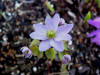 Thalictrum thalictroides 'Amelia'