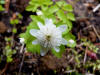 Thalictrum thalictroides 'Grand Ridge'