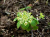 Thalictrum thalictroides Green Hurricane