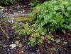 Thalictrum uchiyamae