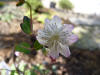 Thalictrum urbainii Pink big flower