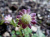 Thalictrum urbainii Red flower