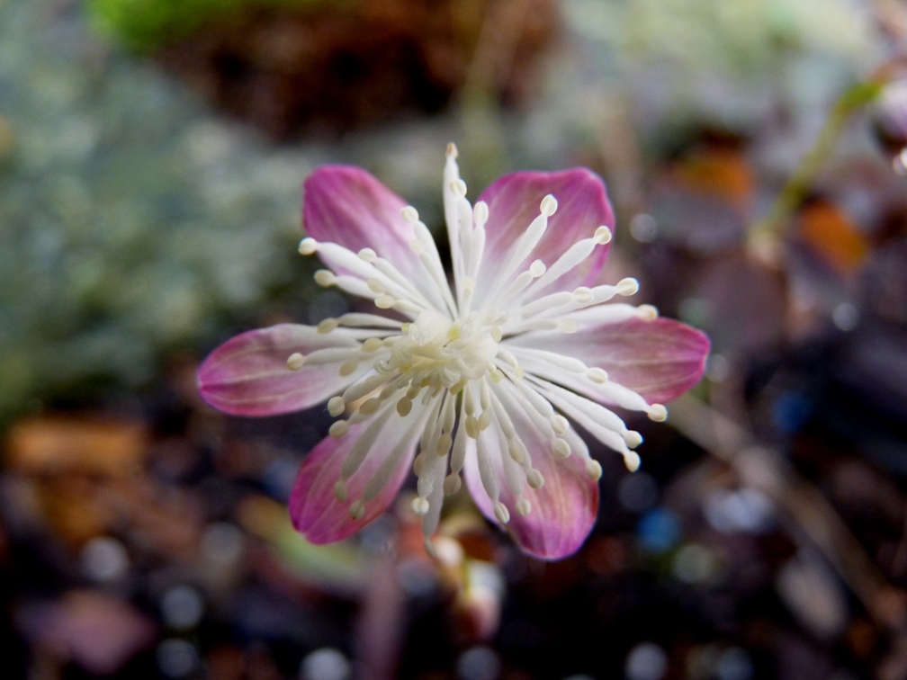 Thalictrum urbainii