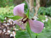 Trillium erectum rosea