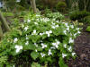 Trillium grandiflorum