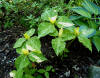 Trillium luteum 