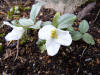 Trillium nivale