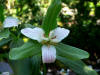 Trillium pusillum var.ozarkanum