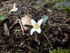 Trillium pusillum