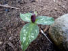 Trillium sessile