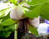 Trillium sp. (Lucaei )Maybe a cross between vasayi and flexipes