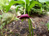 Trillium vasayi