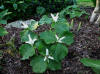 Trillium albidum 